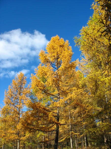 Autumn. Yellow larch tops against blue sky background — Stock Photo, Image