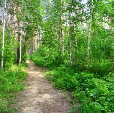 Path in a mixed forest. Summer landscape clipart