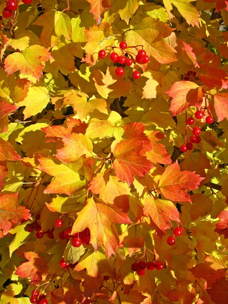 Sonbahar. Kartopu sarı ve kırmızı yaprakları — Stok fotoğraf