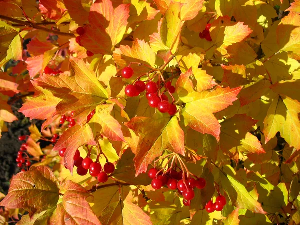 Cores do outono. Folhas amarelas e vermelhas de viburnum — Fotografia de Stock