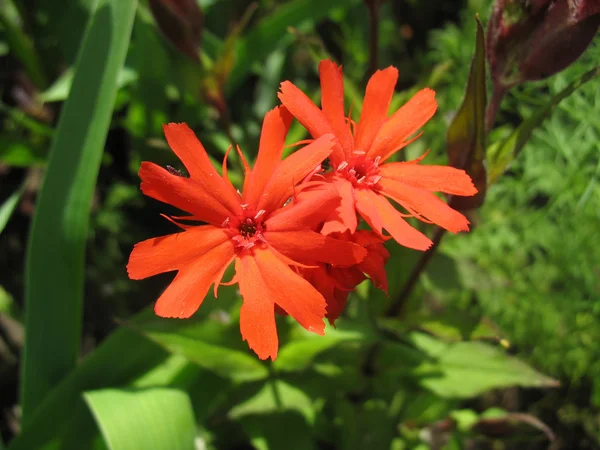 Kırmızı campion çiçeği (lychnis haageana) — Stok fotoğraf