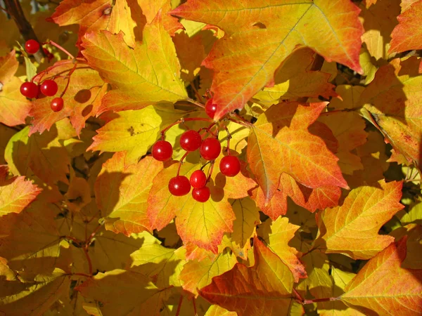 Colors of autumn. Yellow and red leaves of viburnum — Stock Photo, Image