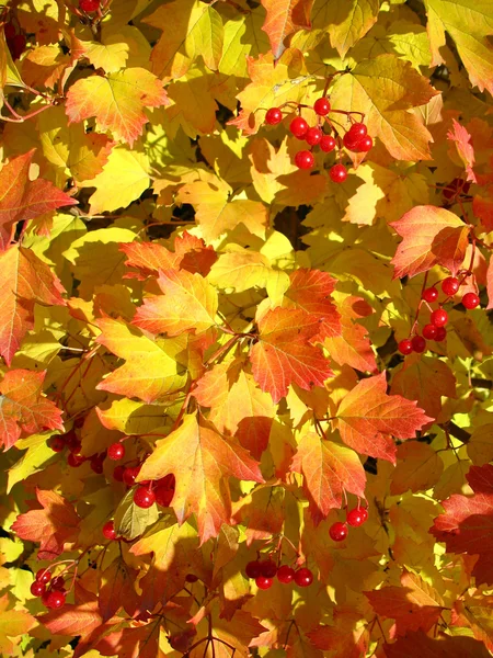 Kolory jesieni. żółte i czerwone liście Kalina — Zdjęcie stockowe