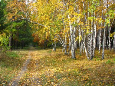 Altın sonbahar manzara - karışık orman yolu