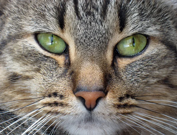 Cat's muzzle close up — Stock Photo, Image