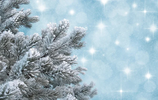 Frosty pine twijgen tegen abstracte blauwe achtergrond — Stockfoto