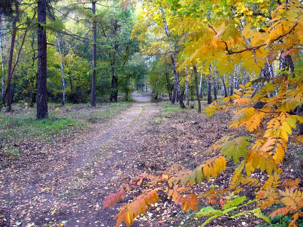 Gold autumn landscape - path in a mixed forest — Stock Photo, Image