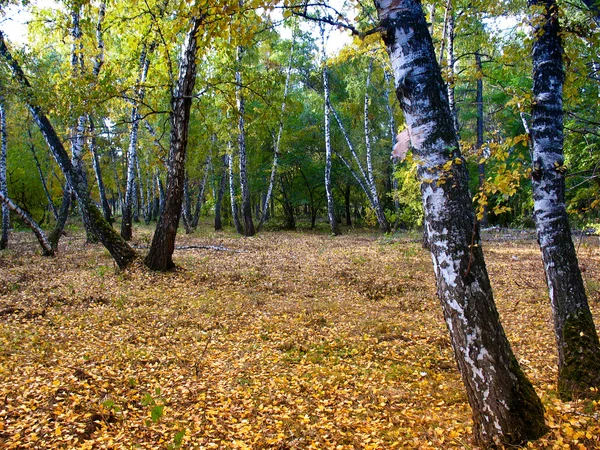 V podzimní březový háj — Stock fotografie