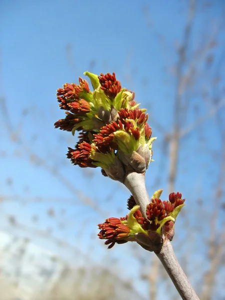 Catkins κόκκινο σφενδάμνου φόντο μπλε ουρανό — Φωτογραφία Αρχείου