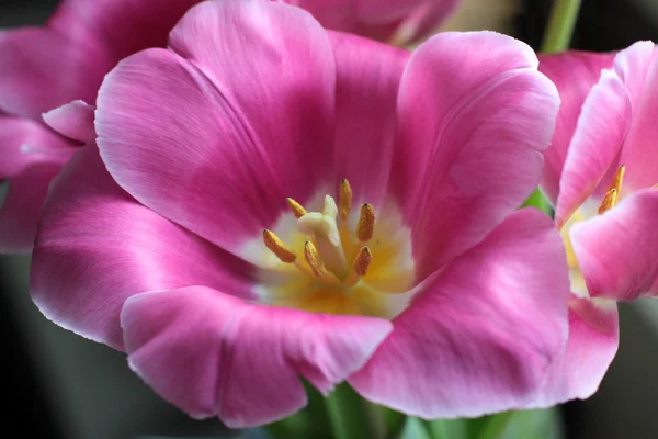 Pink tulip with yellow stamen close up — Stock Photo, Image