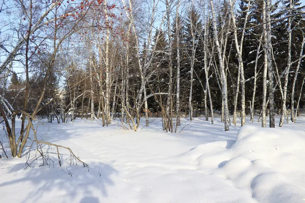 Paisaje invernal. Bosque mixto —  Fotos de Stock