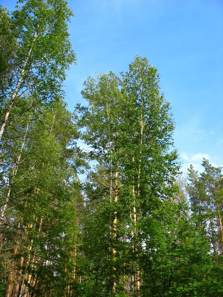 Bříza a borovice desky proti modré obloze — Stock fotografie