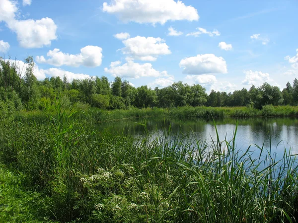 Letní krajina. rybník v parku Stock Fotografie