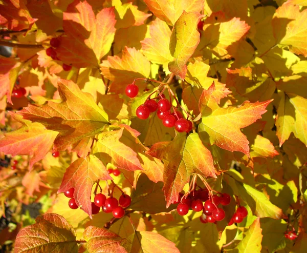 Viburnum κατά κίτρινα φύλλα. φθινόπωρο — Φωτογραφία Αρχείου