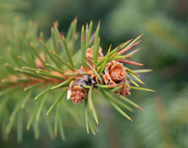Fir twig with young cones — Stock Photo, Image
