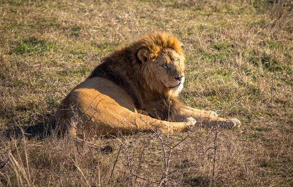 Male lion — Stock Photo, Image