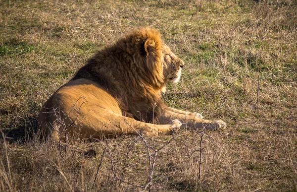 Male lion — Stock Photo, Image