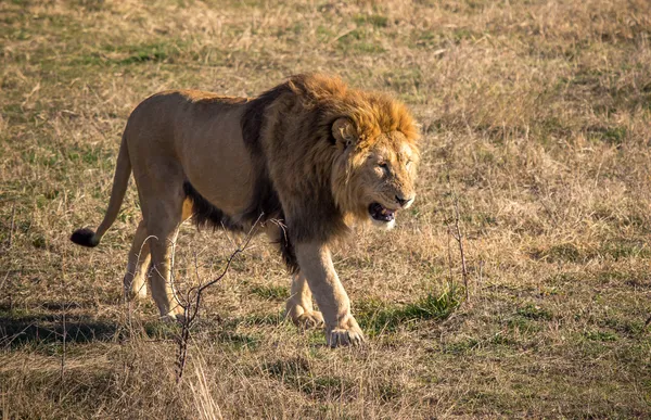 Male lion — Stock Photo, Image