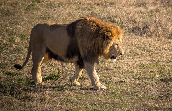 Male lion — Stock Photo, Image