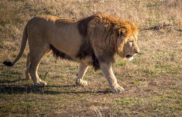 Male lion — Stock Photo, Image