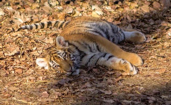 Tiger cub — Stock Photo, Image