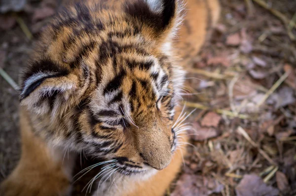 Tiger cub — Stock Photo, Image