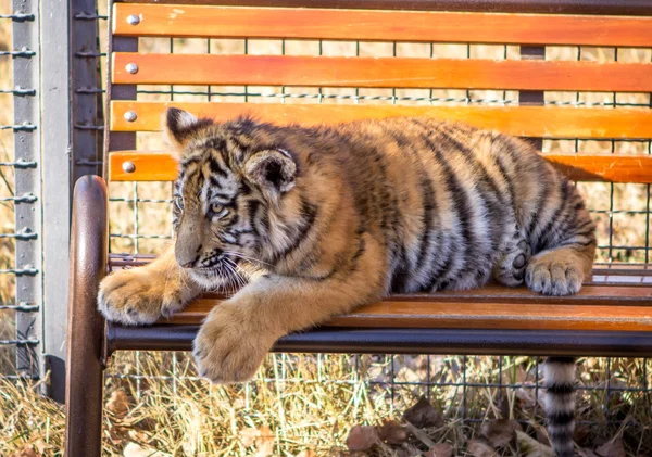 Tiger cub — Stockfoto