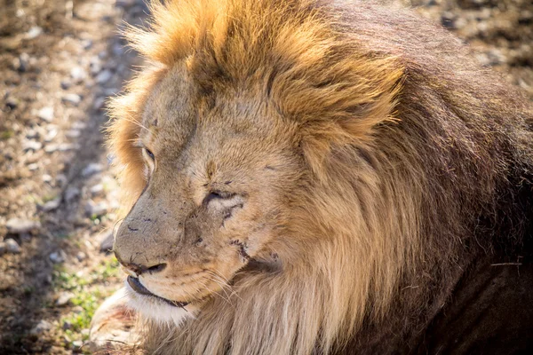 Male lion — Stock Photo, Image