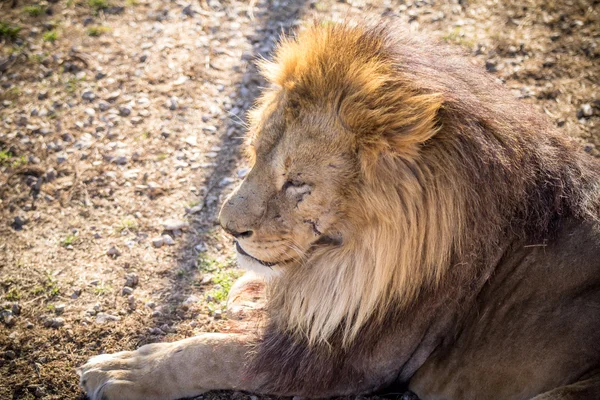 Male lion — Stock Photo, Image