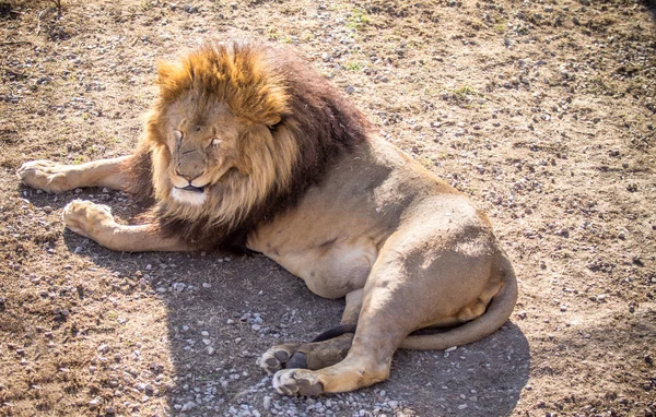 Male lion — Stock Photo, Image