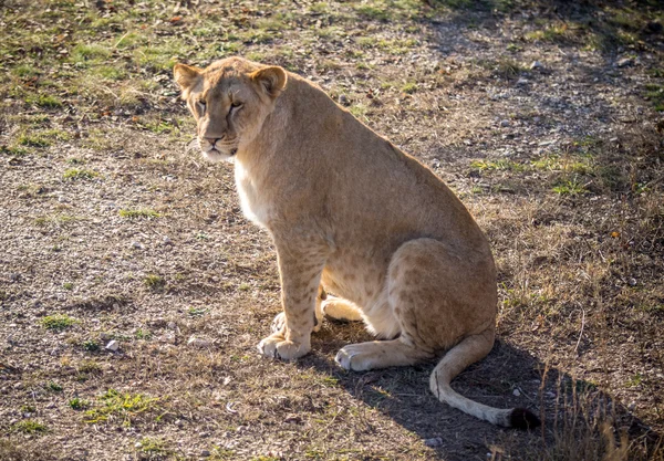 Lion — Stock Photo, Image