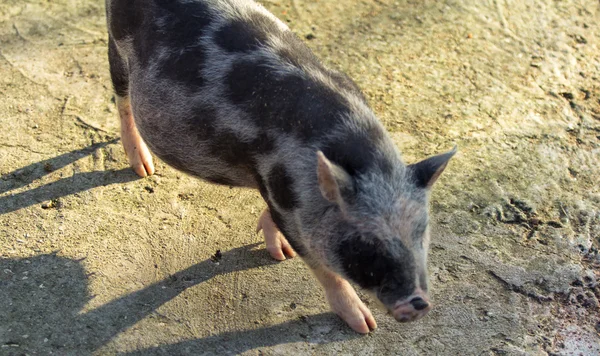 Mini cerdo — Foto de Stock