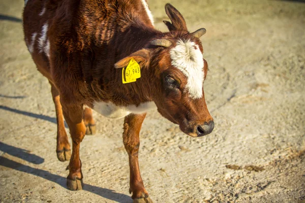 Kalb — Stockfoto