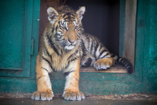 Tiger cub — Stock Photo, Image