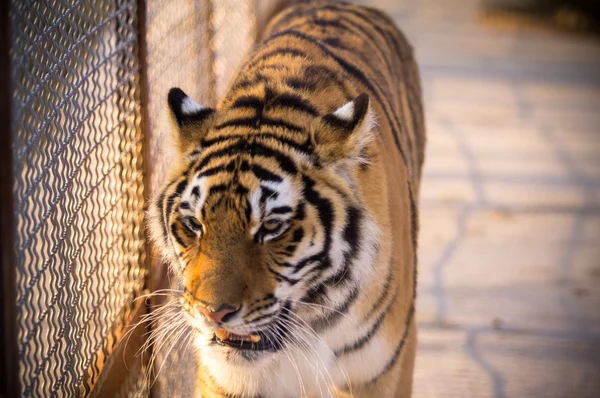 Tiger — Stock Photo, Image