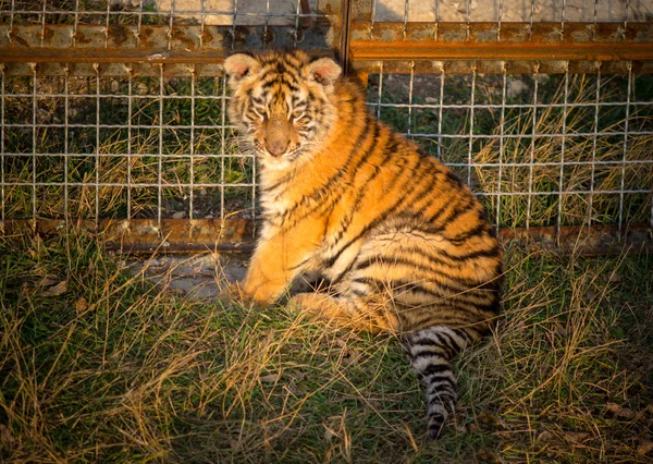 Tiger cub — Stock Photo, Image