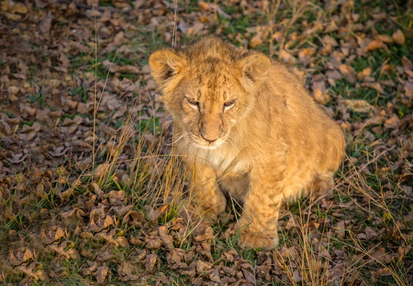 Leeuw cub — Stockfoto