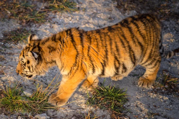 Tiger cub — Stock Photo, Image