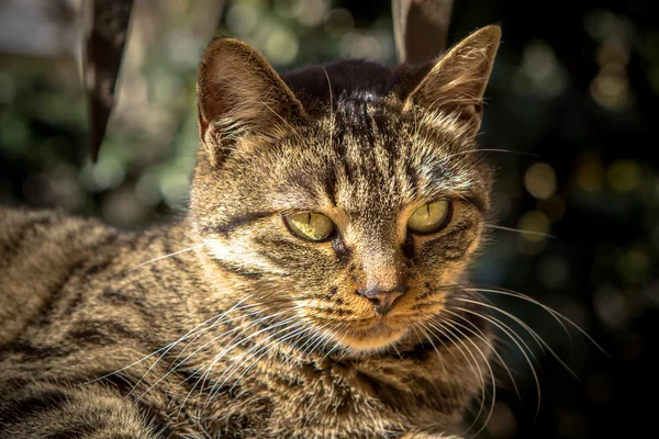 Young cat — Stock Photo, Image