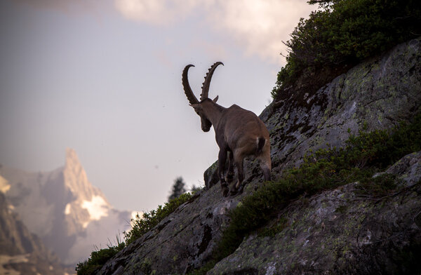 Горный козел
