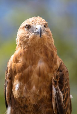 Şahin
