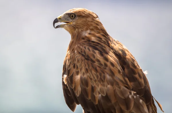 Hawk — Stock Photo, Image