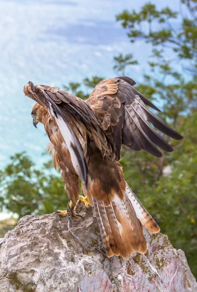 Hawk — Stock Photo, Image