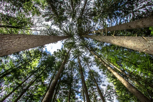 Pine forest — Stock Photo, Image