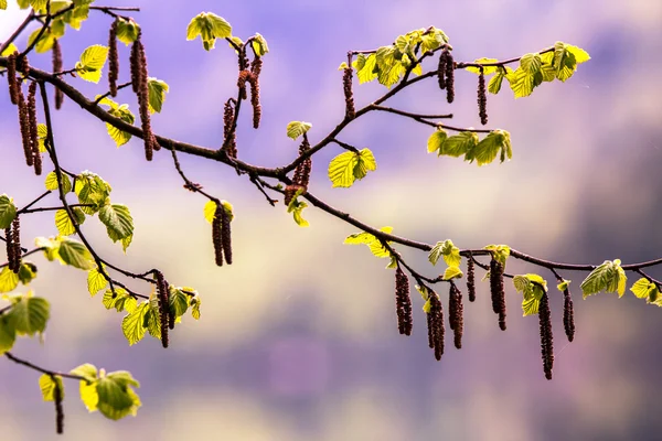 Folhas de bétula — Fotografia de Stock