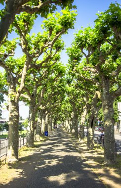 Yeşil çınar ağaçları