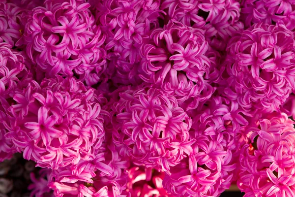 Mazzo di fiori — Foto Stock