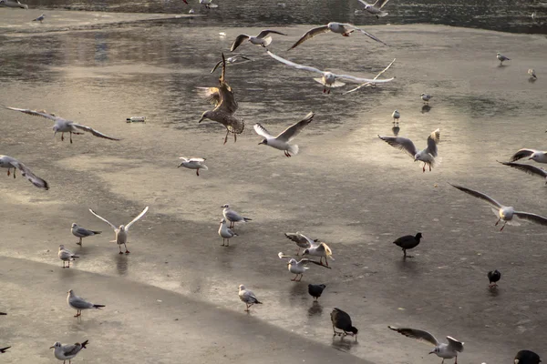 Seagulls — Stock Photo, Image