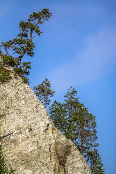 Forêt alpine — Photo