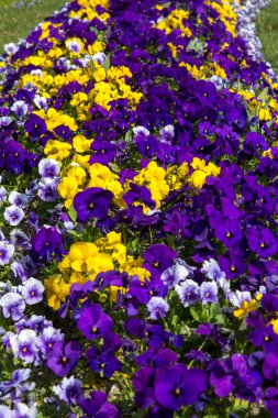 Renkli çiçeklerle dolu bir çiçek tarhı.